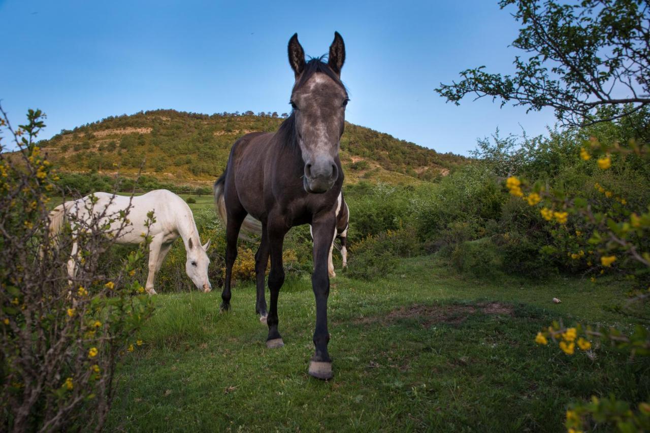 Hospedaje Rural Casa Parri Poveda de la Sierra Exteriör bild